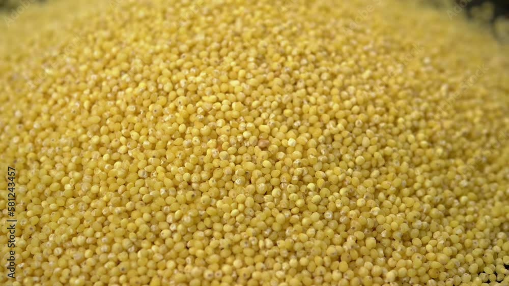 Yellow Grains of Millet Groats Fall into a Pile of Millet, Fill the Background. Close up. Slow motion. Stream of falling small round granules, particles. Couscous. Texture. Food background. Sunlight. Yellow Grains of Millet Groats Fall into a Pile of Millet, Fill the Background. Close up. Slow motion. Stream of falling small round granules, particles. Couscous. Texture. Food background. Sunlight.