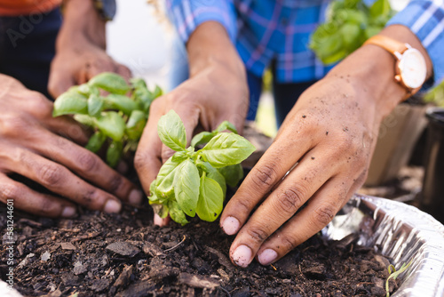 Midsection of african american couple planting basil in garden