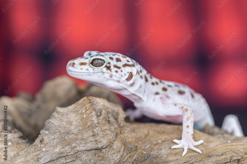 Naklejka premium Leopard gecko lizard is standing on a piece of wood.