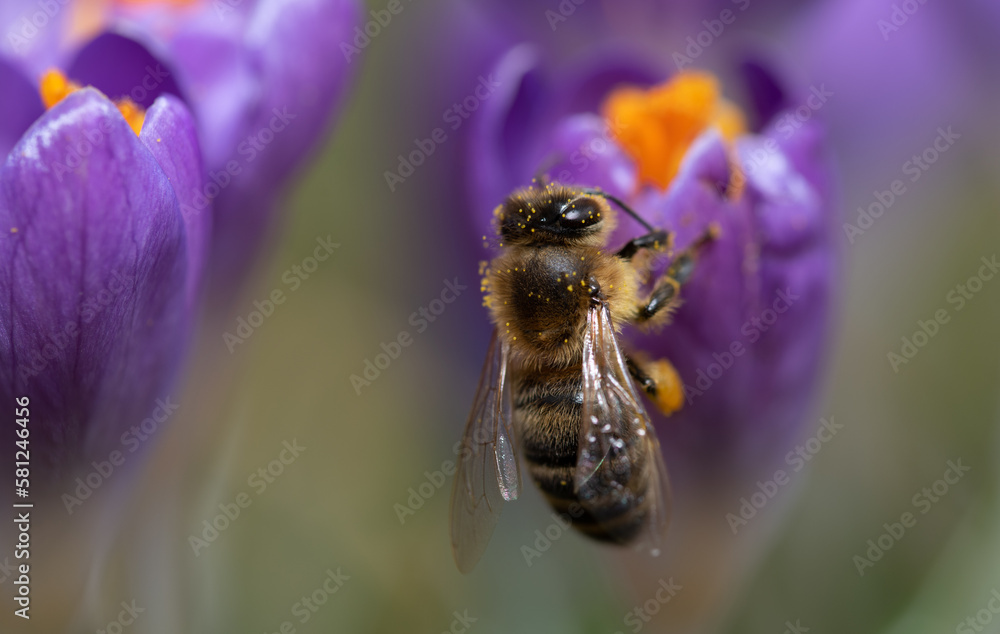 Close up of a honey bee searching for pollen on a purple crocus, in landscape format. You can see the bee from behind Close up of a honey bee searching for pollen on a purple crocus, in landscape format. You can see the bee from behind