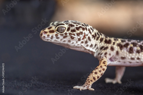 Portrait of a leopard gecko lizard.