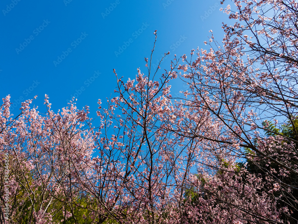 青空に咲く彼岸桜