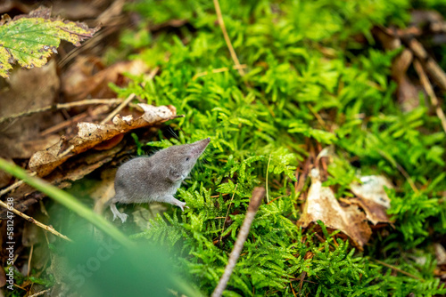 Tiny little shrew mouse walking around in the forest