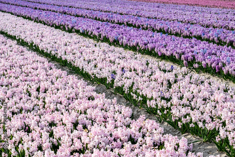 Foto de Flower fields of pink and purple hyacinths in the Netherlands