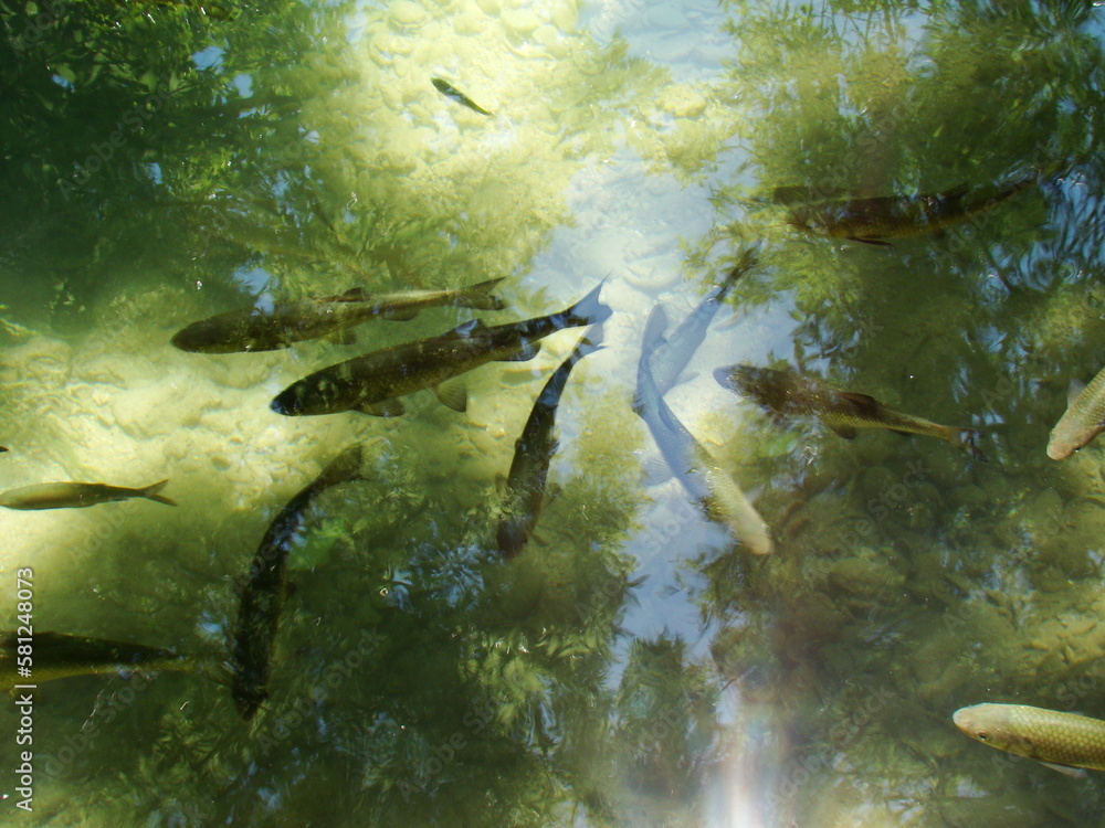 fish in the water fish in the water