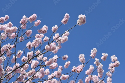 Cherry blossoms in full bloom. Scenery of spring in Japan. Seasonal background material