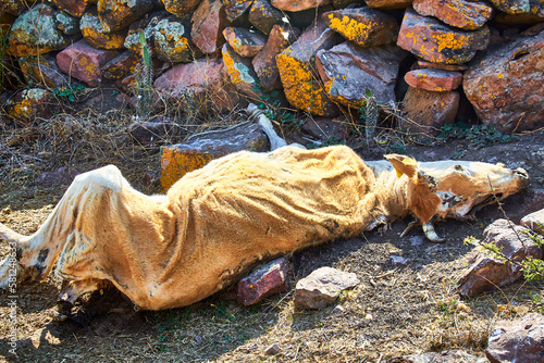 dead cow by drought in monte escobedo zacatecas