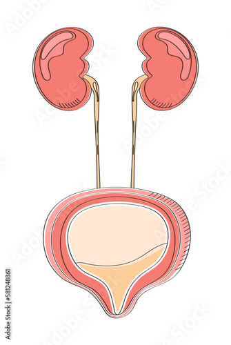 Urinary bladder icon in doodle style. Cystitis, urolithiasis, nephroptosis. Pyelonephritis, diseases and kidney stones vector