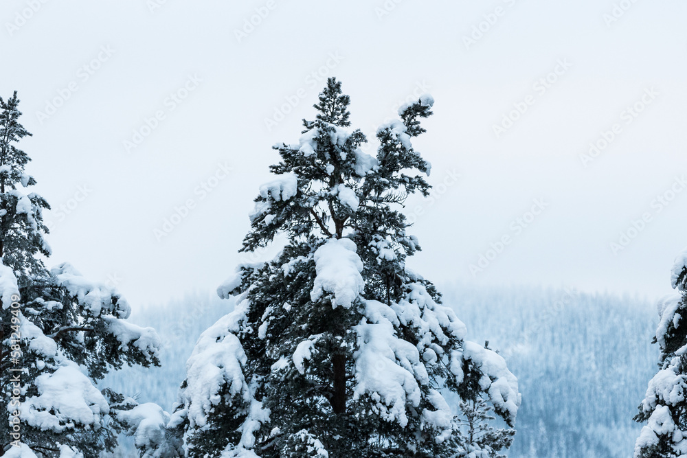 Snow covered trees in the forest