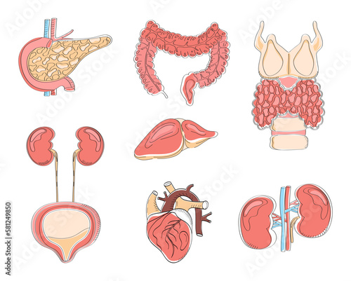 Human internal organs vector style. Pancreas, heart, intestine, thyroid are isolated on white background. Cartoon icon vector of anatomy