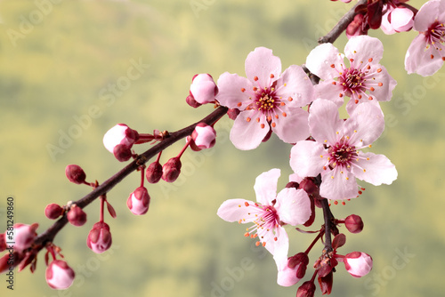Japanese cherry branches with sakura flowers. Close-up.