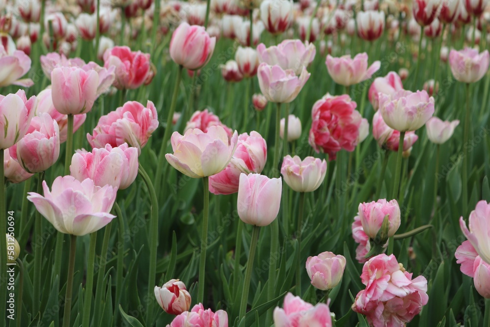 pink tulips in the garden