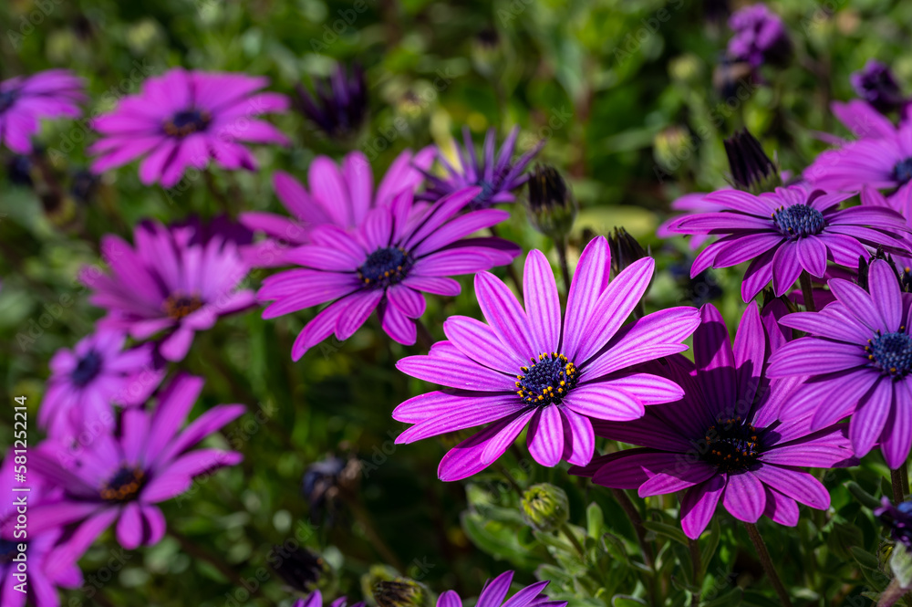 White and purple cape daisies in an outdoor garden White and purple cape daisies in an outdoor garden