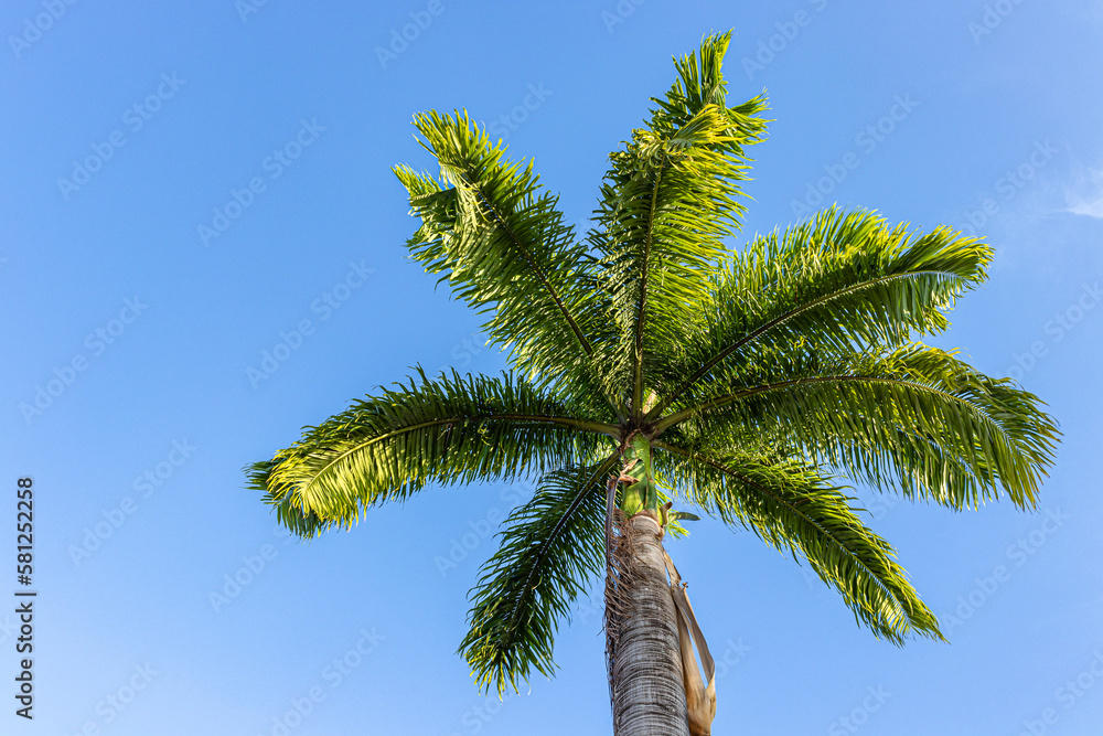 Naklejka premium Coqueiro