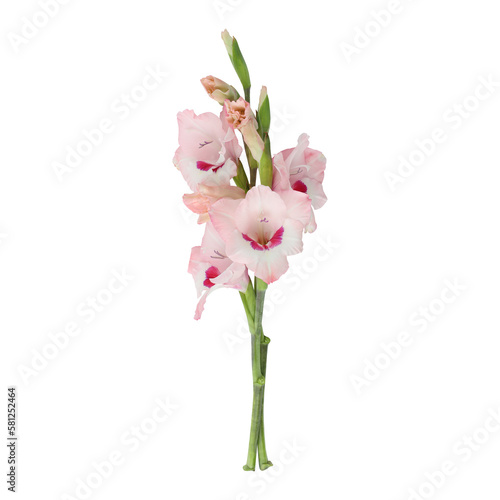 Leinwand Poster Light pink gladiolus flower stems isolated on transparent background