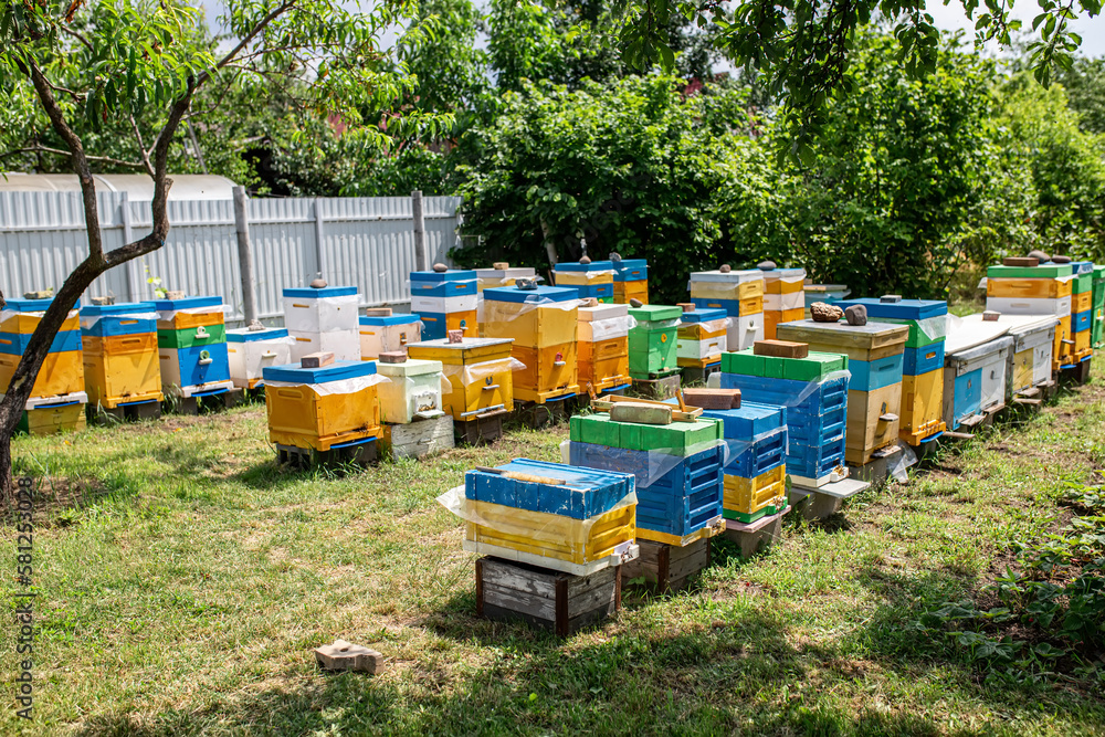 Bees at old hive entrance. Bees returning from honey collection to yellow hive. Bees at entrance. bees return to beehive after honeyflow. Copy space Bees at old hive entrance. Bees returning from honey collection to yellow hive. Bees at entrance. bees return to beehive after honeyflow. Copy space