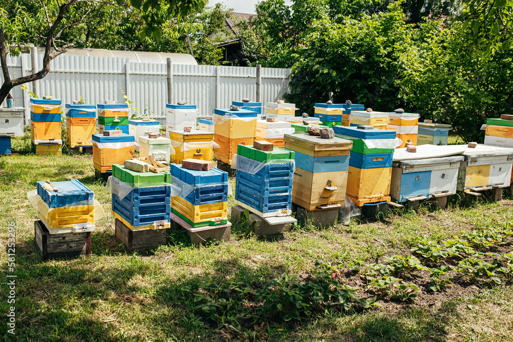 Bees at old hive entrance. Bees returning from honey collection to yellow hive. Bees at entrance. bees return to beehive after honeyflow. Copy space Bees at old hive entrance. Bees returning from honey collection to yellow hive. Bees at entrance. bees return to beehive after honeyflow. Copy space