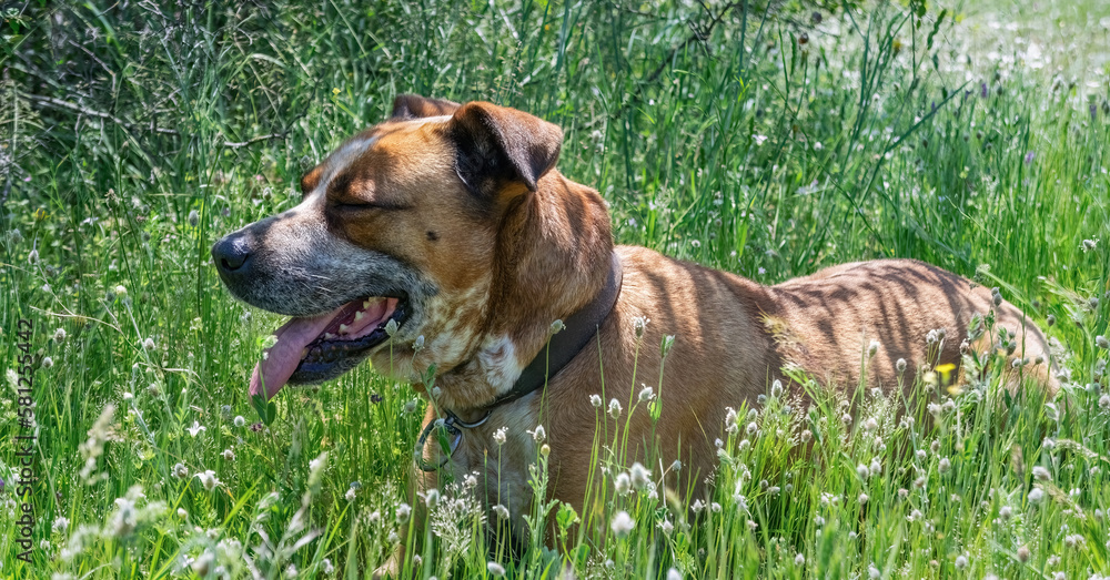 Cute sleepy boxer husky dog enjoying the sun laying on the green grass with closed eyes. Cute sleepy boxer husky dog enjoying the sun laying on the green grass with closed eyes.