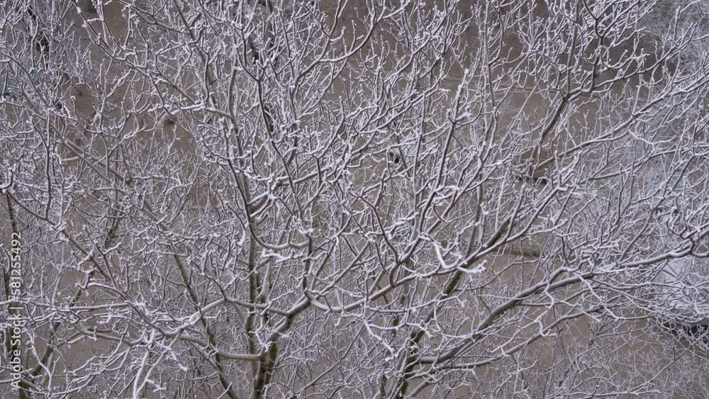 Tree Branches Covered with Fluffy White Snow in the Backyard of a House. Abstract winter background. Top view from the window on the frozen trees in snow. Cold winter weather. Nice winter background. Tree Branches Covered with Fluffy White Snow in the Backyard of a House. Abstract winter background. Top view from the window on the frozen trees in snow. Cold winter weather. Nice winter background.