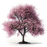 Single cherry tree with pink blooming petals against white.