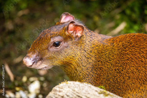 Schilderij op canvas An agouti with dark fur and round ears