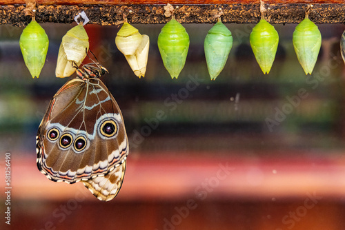 Newly hatched butterflies next to a line of chrysalis