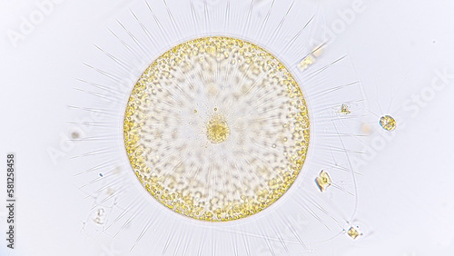 Obraz na plátně Gossleriella sp, marine phytoplankton from diatom group