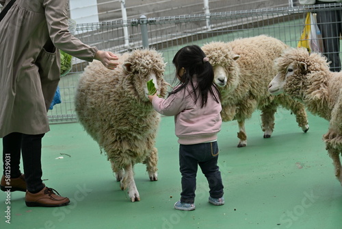 A scene of a child feeding sheep and goats at a petting zoo.