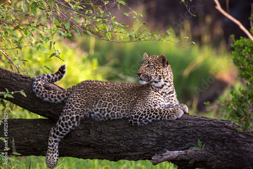 Inquisitive Leopard on Log  photo