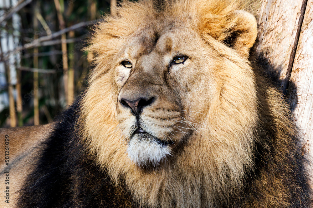 Fototapeta premium Löwenportrait