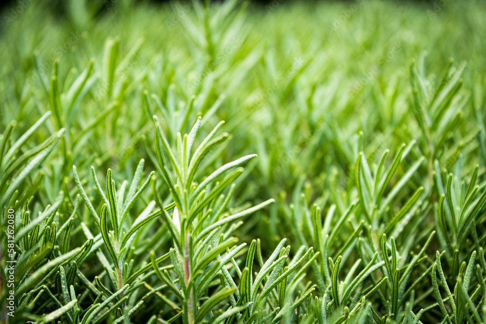 Obraz premium Rosemary in the middle of the green rosemary garden. Blurred background