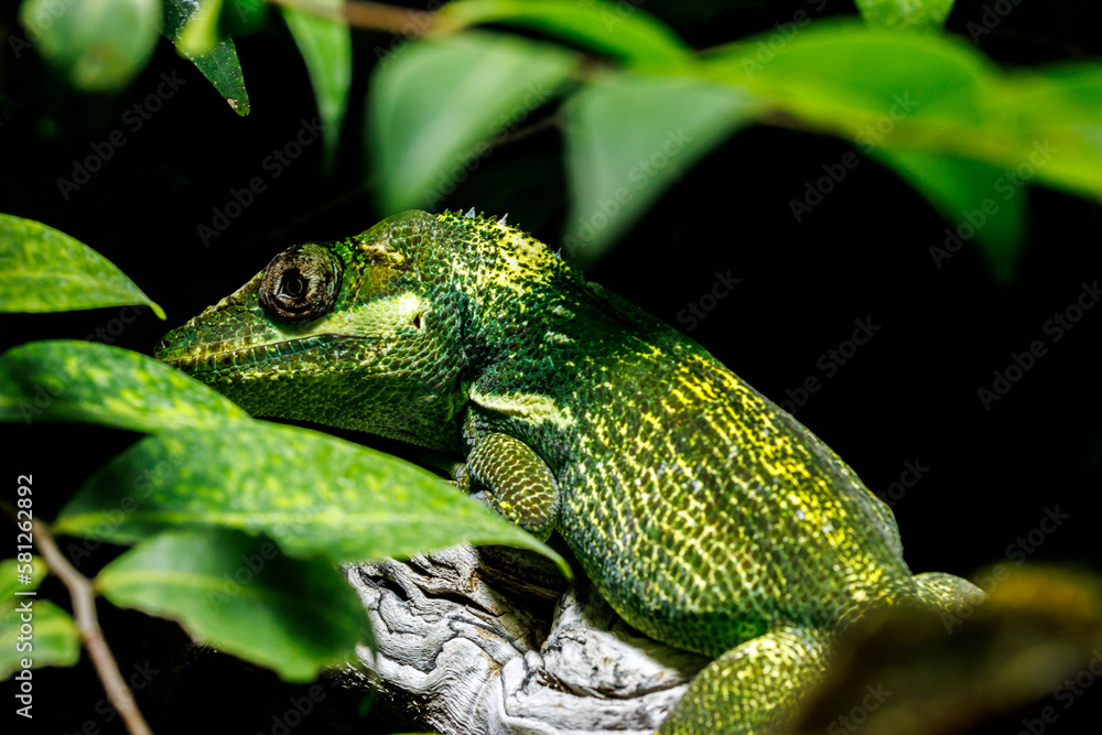 Fototapeta premium Ritteranolis