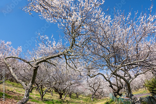 Full blooming of Japanese apricot (Prunus mume) at Tsukigase, Nara, Japan in March