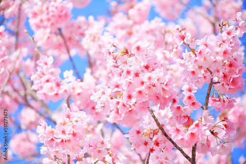 Tapety artystyczne 早咲きの河津桜のクローズアップ 