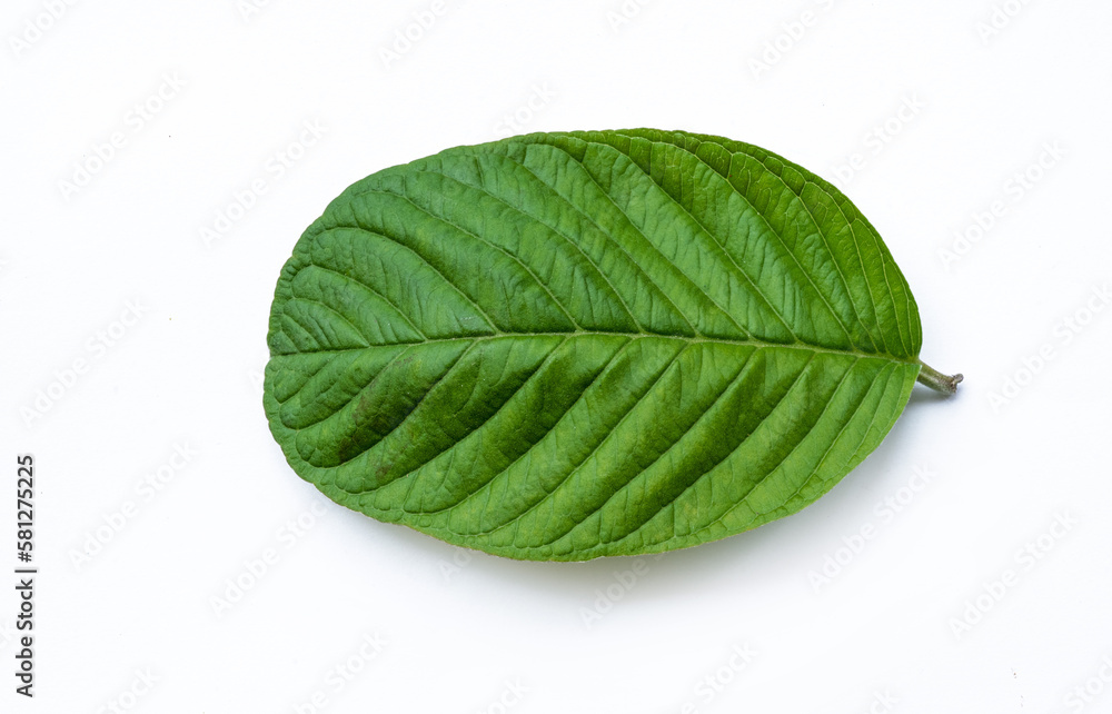 Obraz premium green guava leaf isolated on white background