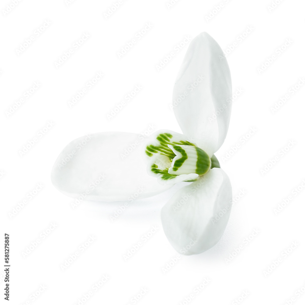 Beautiful snowdrop bud on white background