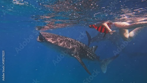 Whale Sharks Underwater On Cebu Island, Philippines