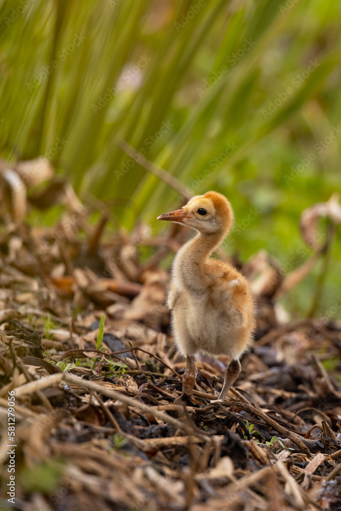 A baby sandhill crane (Antigone canadensis) in Sarasota County, Florida A baby sandhill crane (Antigone canadensis) in Sarasota County, Florida