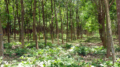 Núi Đất rubber plant's Vietnam