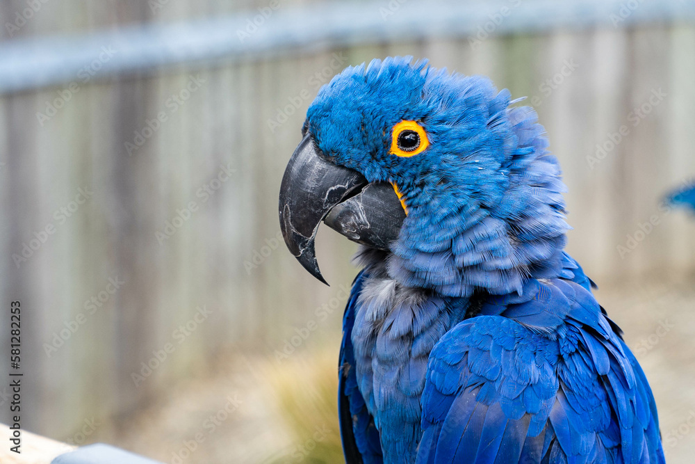 Obraz premium blue and yellow macaw