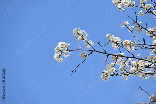 Japanese sand pear ( Pyrus pyrifolia ) flowers.
Beautiful white flowers bloom from April to May, and small spherical fruits grow from September to October. photo