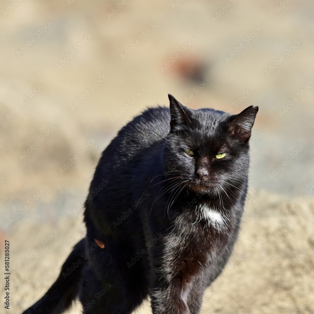 こちらをしきりに警戒する黒い野良猫
