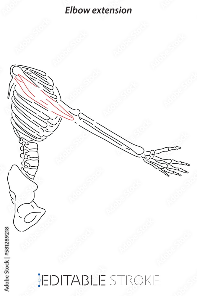 Medical illustration of Elbow extension arm muscle, side view of arm