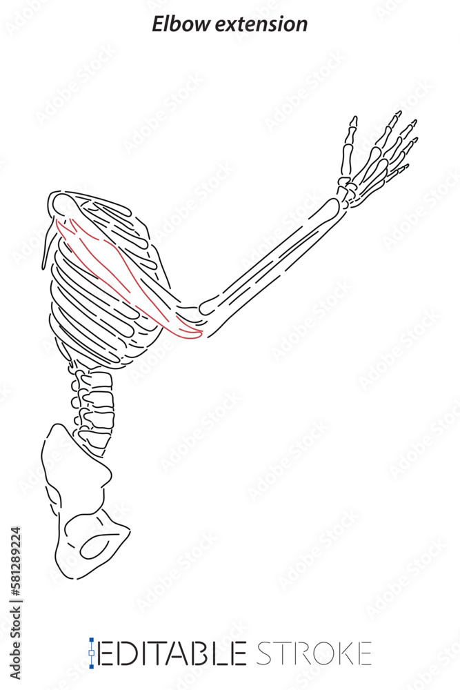 Medical illustration of Elbow extension arm muscle, side view of arm