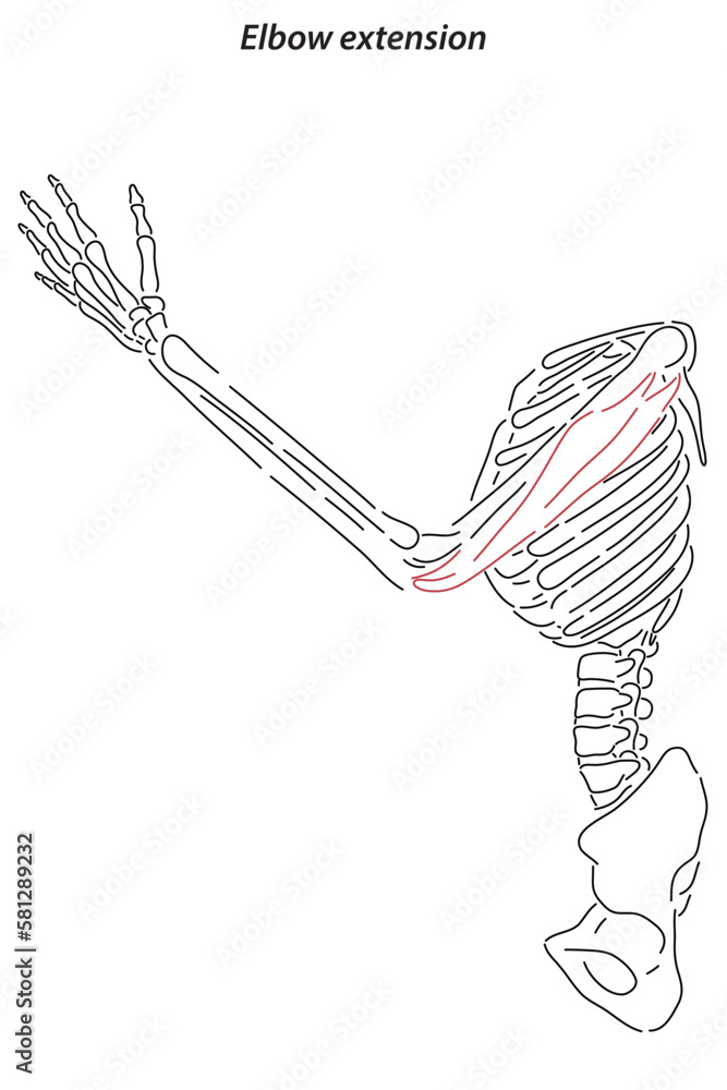 Medical illustration of Elbow extension arm muscle, side view of arm ...