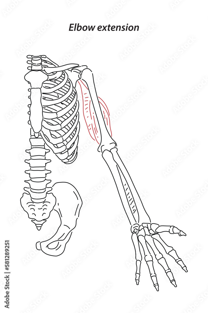 Medical illustration of Elbow extension arm muscle, side view of arm