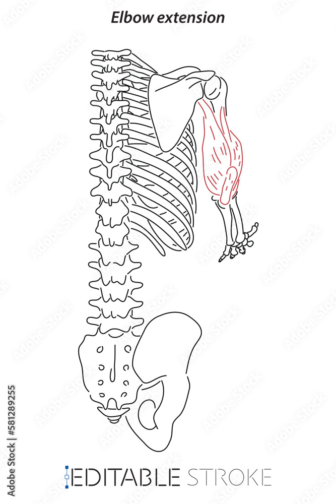 Medical illustration of Elbow extension arm muscle, side view of arm