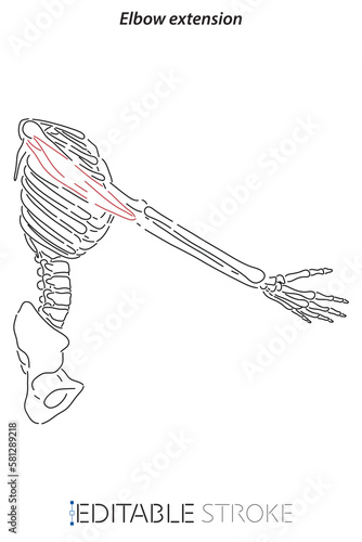 Medical illustration of Elbow extension arm muscle, side view of arm. See through the skin, half body bones. Line drawings editable stroke vector for student learning, medicine, and sports science.