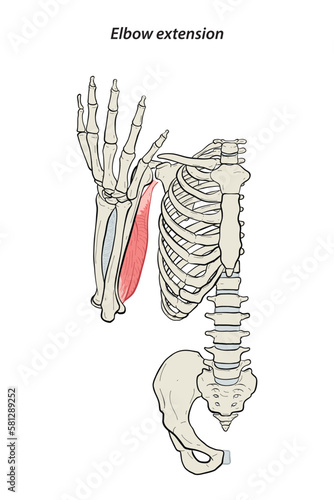 Medical illustration of Elbow extension arm muscle, side view of arm. See through the skin, half body bones. Line drawings vector for student learning, medicine, and sports science.