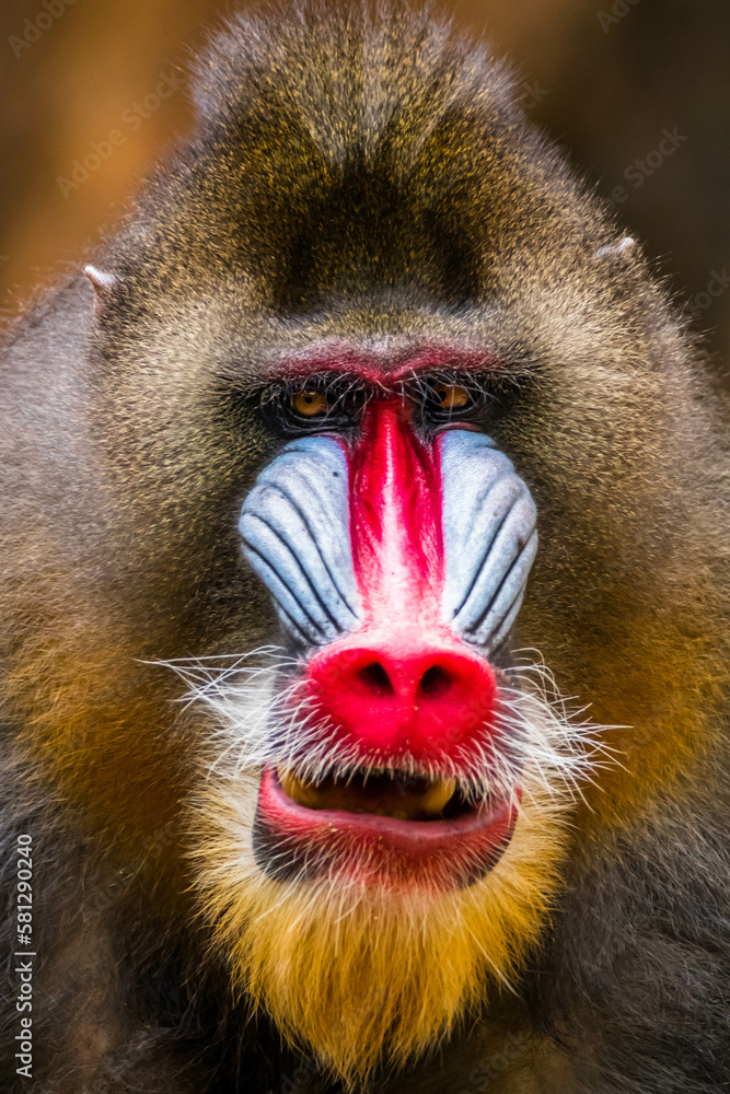 Fototapeta premium The mandrill (Mandrillus sphinx) are the wolrd's largest monkeys. They are also the most colourful primates